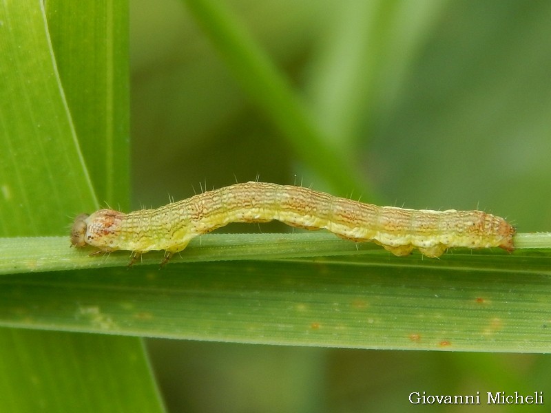 Larva di ?